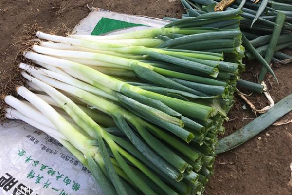 大葱能和韭菜一起吃吗 可以一起包饺子 大葱能和韭菜一起吃吗 可以一起包饺子