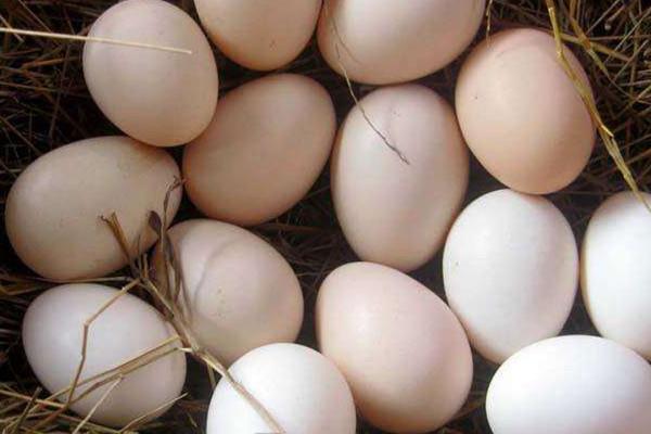 土鸡蛋和普通鸡蛋的区别 土鸡蛋的营养价值 土鸡蛋和普通鸡蛋的区别 土鸡蛋的营养价值