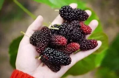 ​自制桑葚酒的正确方法与详细步骤