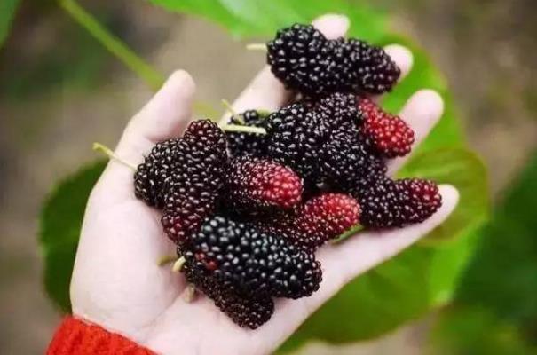 自制桑葚酒的正确方法与详细步骤