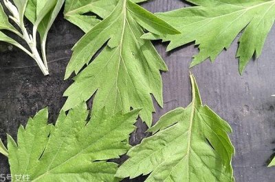 ​艾叶怎么加工成艾绒 按照这个步骤来