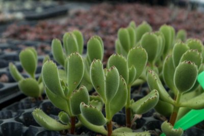 ​熊童子徒长怎么办