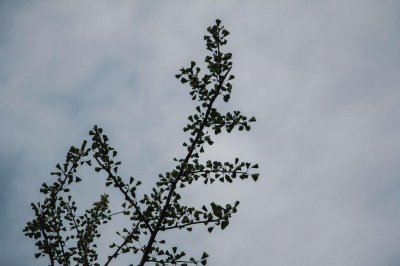 ​银杏果什么时候成熟，银杏果的作用