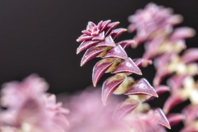 ​茜之塔的养殖方法和注意事项大全