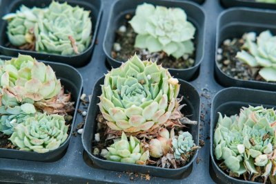 ​多肉植物土壤大全