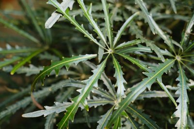 ​怎么养孔雀木