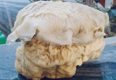 ​太岁究竟是啥“东西”？我国科学家精密仪器检测揭示太岁之谜