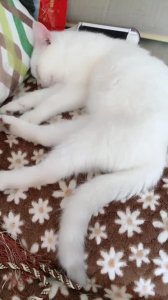 ​白狐可以养吗白狐可以当宠物养吗