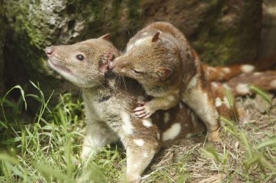 ​全球十大最奇葩动物交配性行为大盘点