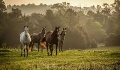 ​全球十大著名赛马场排名，带你走进马的世界！