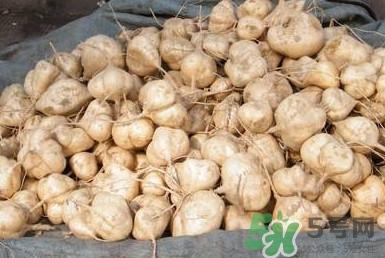 土瓜是凉性还是热性？土瓜是寒性还是热性？