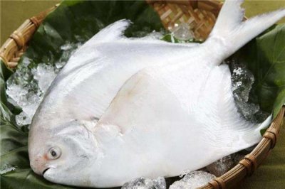 ​白鲳鱼怎么去内脏 白鲳鱼处理方法