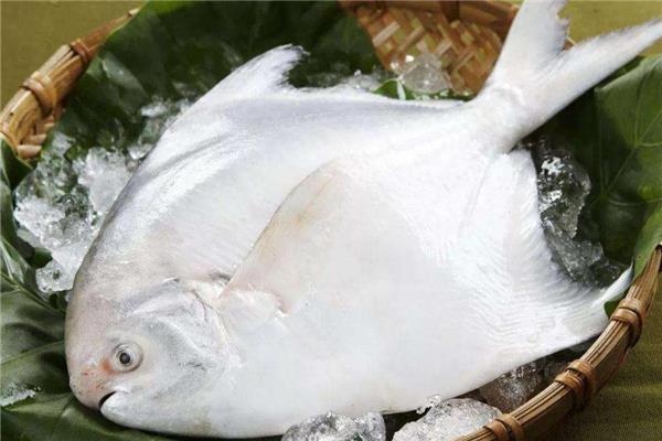 白鲳鱼怎么去内脏 白鲳鱼处理方法