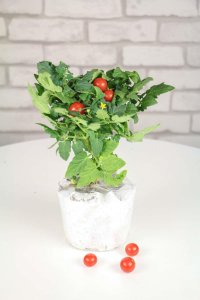 ​阳台圣女果的种植方法