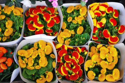 ​荷包花怎么浇水