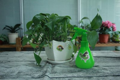 ​绿萝夏天长最快，只要你能这么做，爬满墙分分钟！