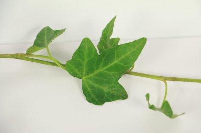 ​盆栽常春藤怎么爆盆