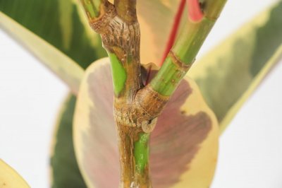 ​橡皮树的繁殖方法