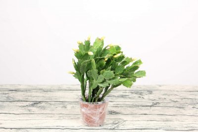 ​蟹爪兰好养吗，蟹爪兰图片