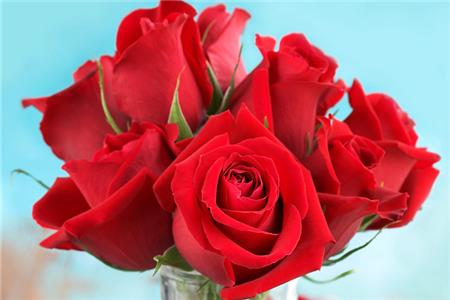 玫瑰 玫瑰
