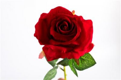 ​月季与玫瑰的区别，玫瑰花的图片