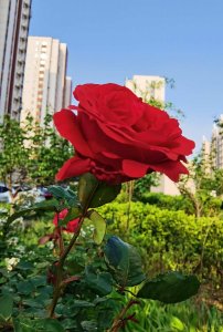 ​北京市花是什么花,象征什么