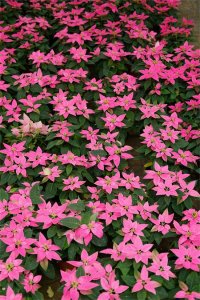 ​一品红的养殖方法和注意事项