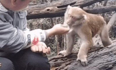 ​吃猴子的猛禽，会对人造成威胁吗？灵长类一直在它们的食谱上