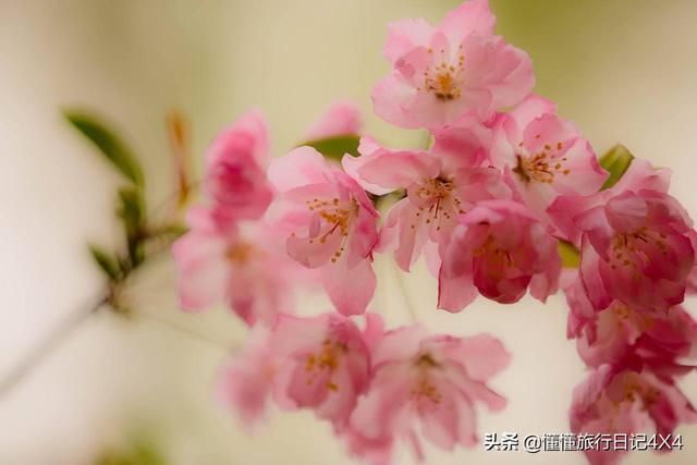 武汉大学樱花节全攻略,正值赏花好时节!