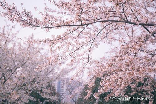 武汉大学樱花节全攻略,正值赏花好时节!