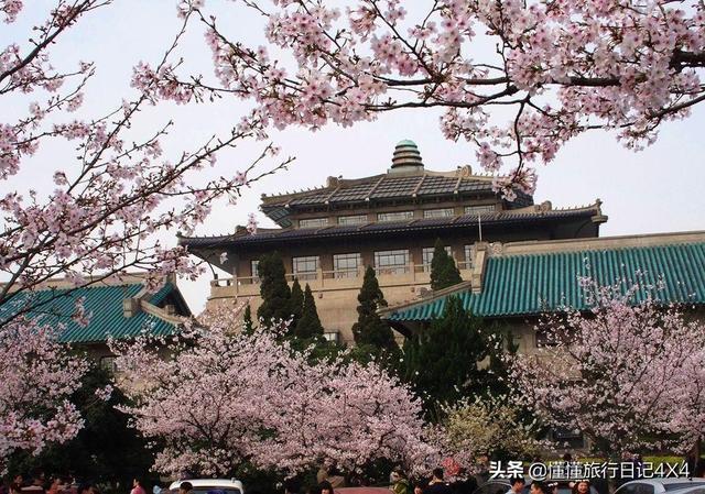 武汉大学樱花节全攻略,正值赏花好时节!