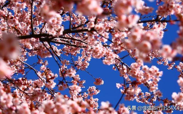 武汉大学樱花节全攻略,正值赏花好时节!