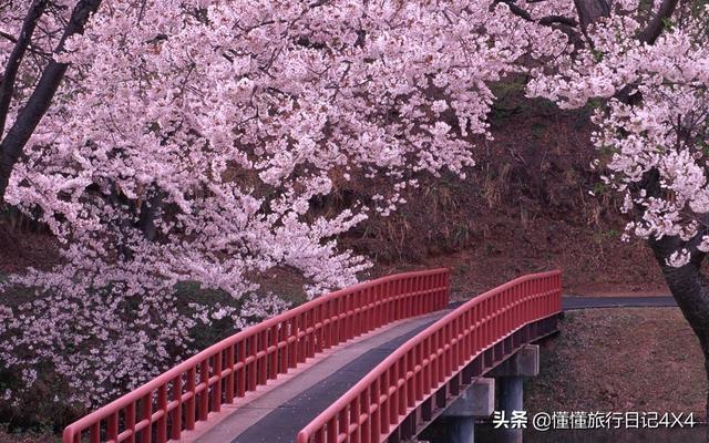 武汉大学樱花节全攻略,正值赏花好时节!