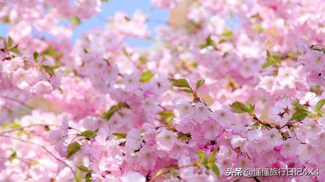 武汉大学樱花节全攻略,正值赏花好时节!