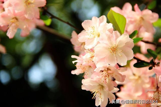 武汉大学樱花节全攻略,正值赏花好时节!