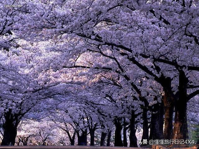 武汉大学樱花节全攻略,正值赏花好时节!