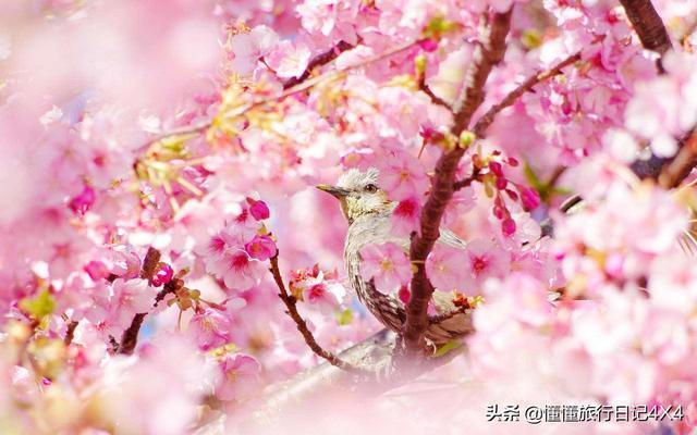 武汉大学樱花节全攻略,正值赏花好时节!