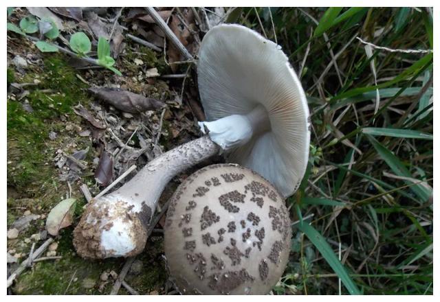 颜色朴素的蘑菇没有毒?不可信,要注意以下几种毒蘑菇