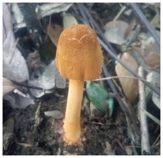 颜色朴素的蘑菇没有毒?不可信,要注意以下几种毒蘑菇