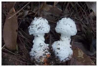 ​颜色朴素的蘑菇没有毒？不可信，要注意以下几种毒蘑菇