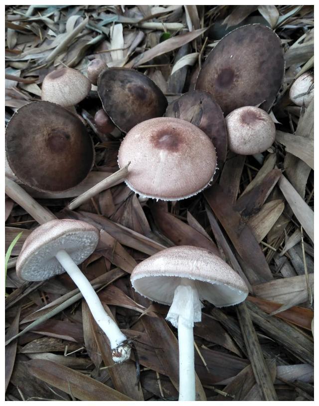 颜色朴素的蘑菇没有毒?不可信,要注意以下几种毒蘑菇