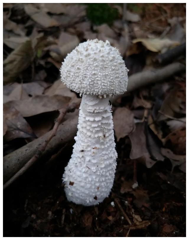 颜色朴素的蘑菇没有毒?不可信,要注意以下几种毒蘑菇