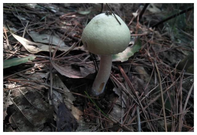 颜色朴素的蘑菇没有毒?不可信,要注意以下几种毒蘑菇