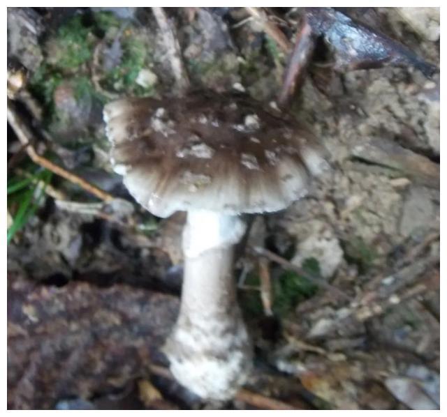 颜色朴素的蘑菇没有毒?不可信,要注意以下几种毒蘑菇