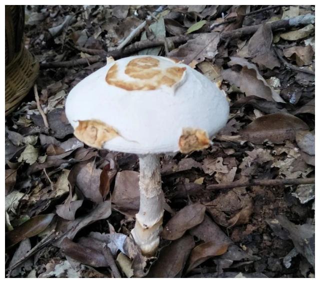 颜色朴素的蘑菇没有毒?不可信,要注意以下几种毒蘑菇