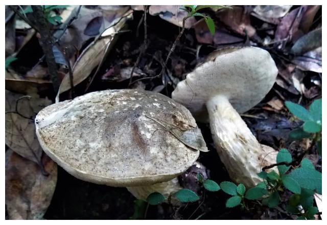 颜色朴素的蘑菇没有毒?不可信,要注意以下几种毒蘑菇