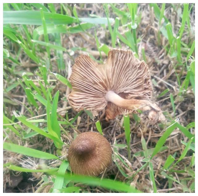 颜色朴素的蘑菇没有毒?不可信,要注意以下几种毒蘑菇