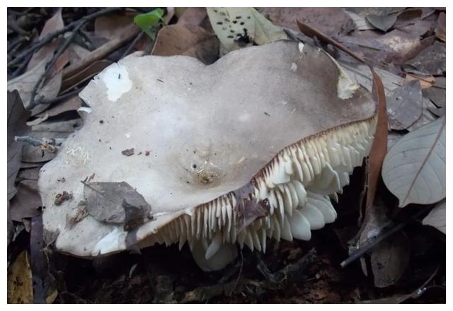 颜色朴素的蘑菇没有毒?不可信,要注意以下几种毒蘑菇