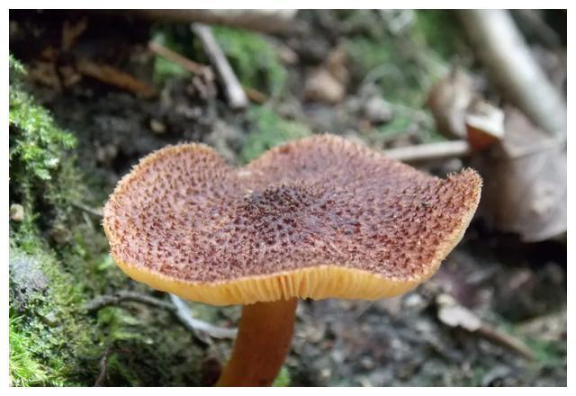 颜色朴素的蘑菇没有毒?不可信,要注意以下几种毒蘑菇