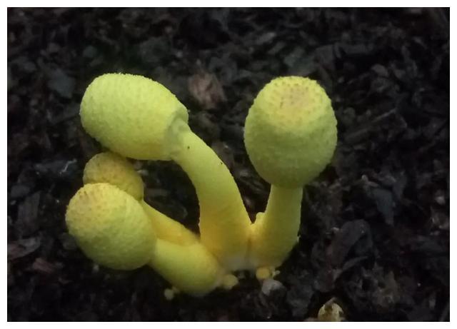 颜色朴素的蘑菇没有毒?不可信,要注意以下几种毒蘑菇